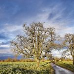 Country road and trees symbolising personal growth and inner change