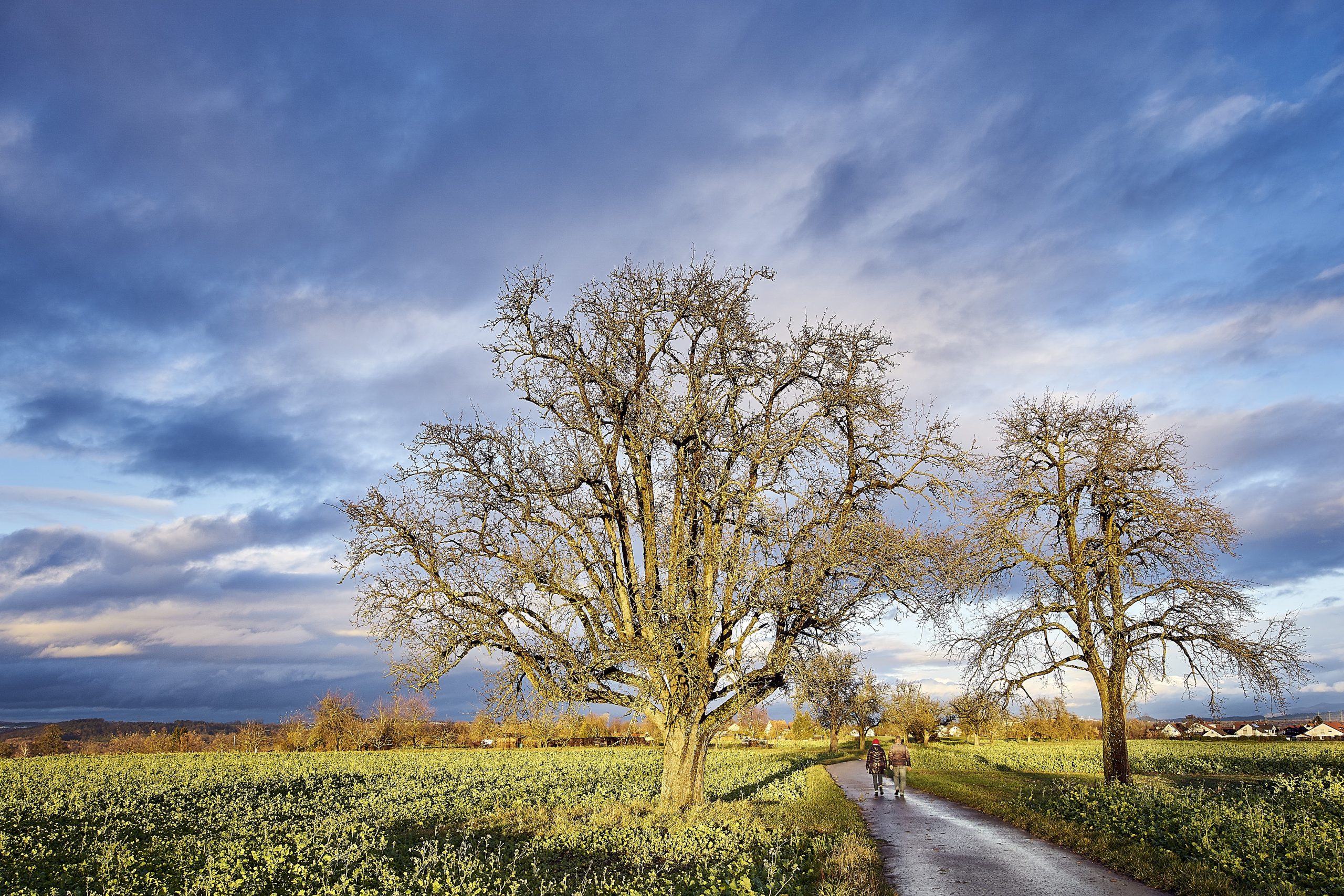 Country road and trees symbolising personal growth and inner change