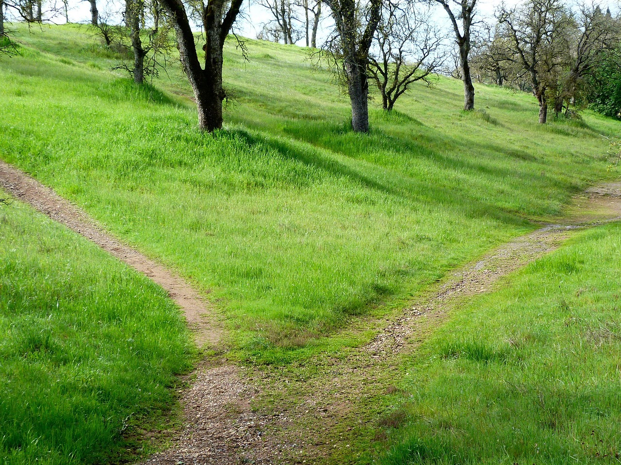 Two paths diverging through a green, grassy landscape dotted with trees.